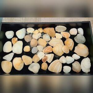 Bundle of Sea Shells- Mixed sizes- Great for Décor or Crafting- Coastal Beachy